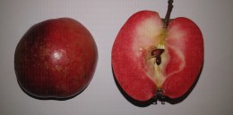 Pomme Red Love cultivée en AB : coupe transversale et fruit entier